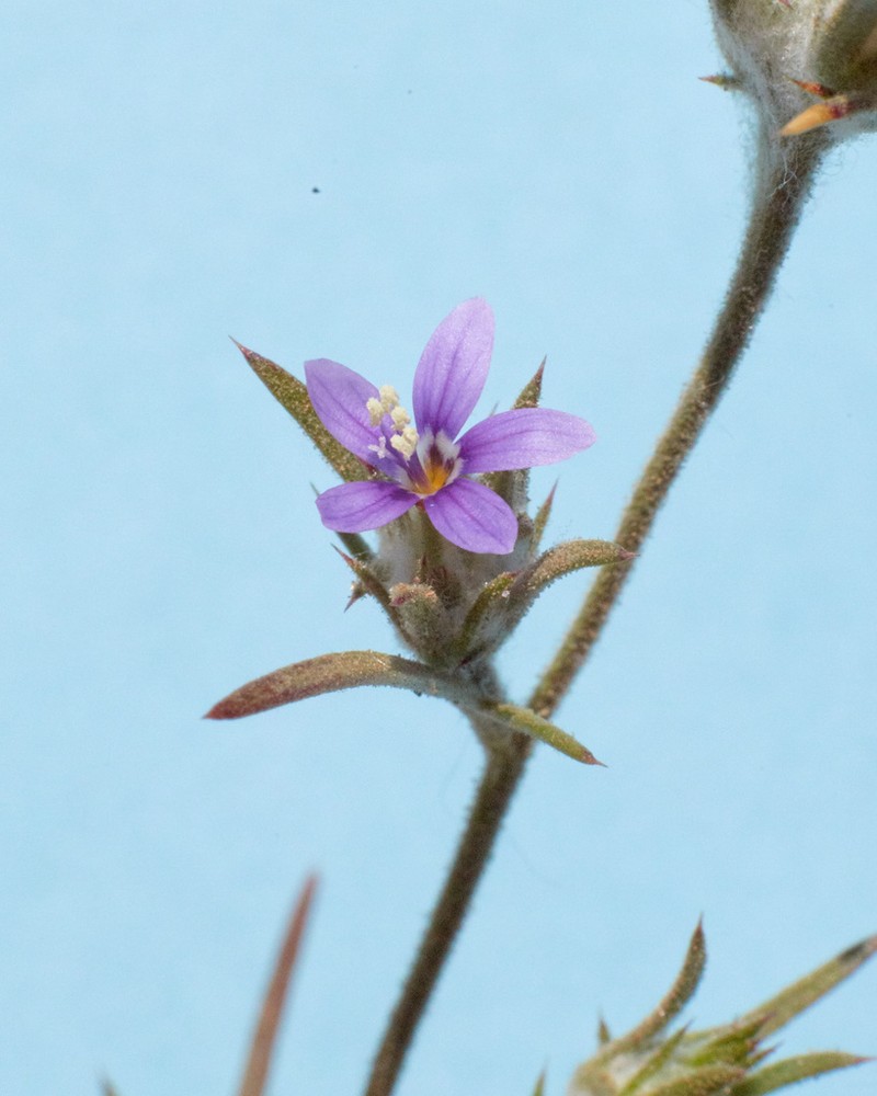 Eriastrum johnsonii