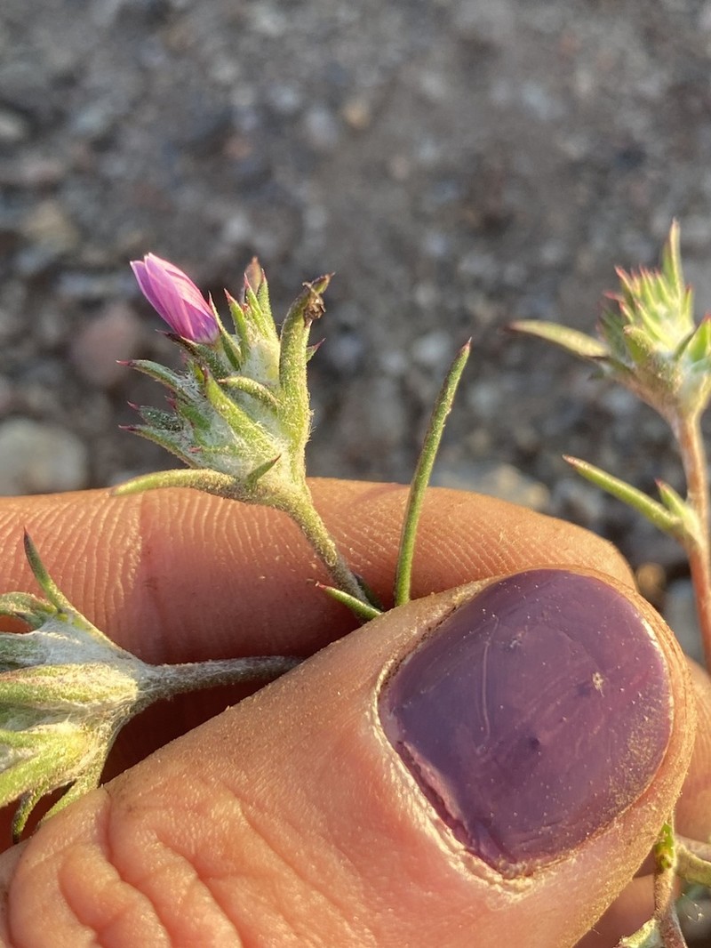 Eriastrum johnsonii photo 2