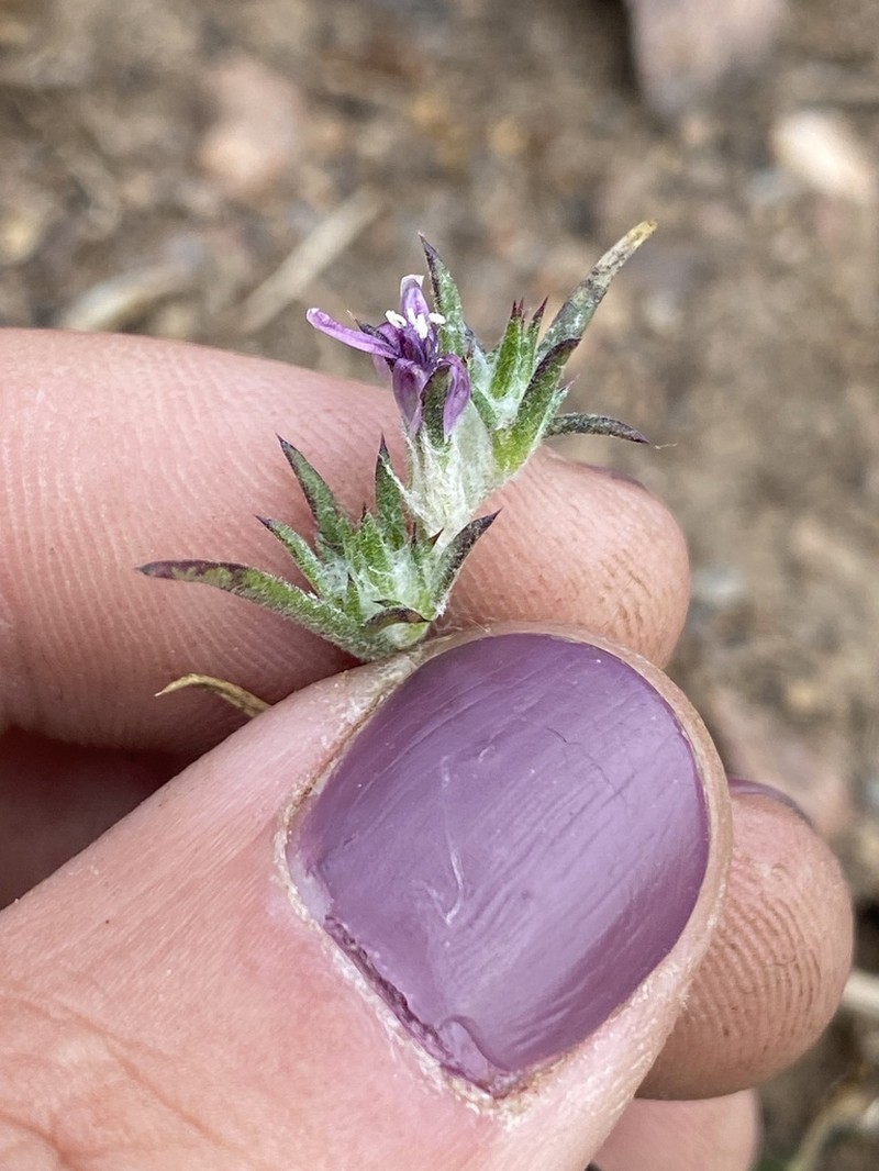 Eriastrum johnsonii photo 3