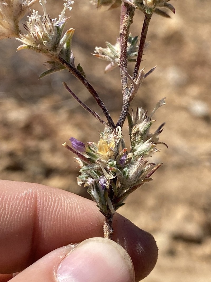 Eriastrum johnsonii photo 4