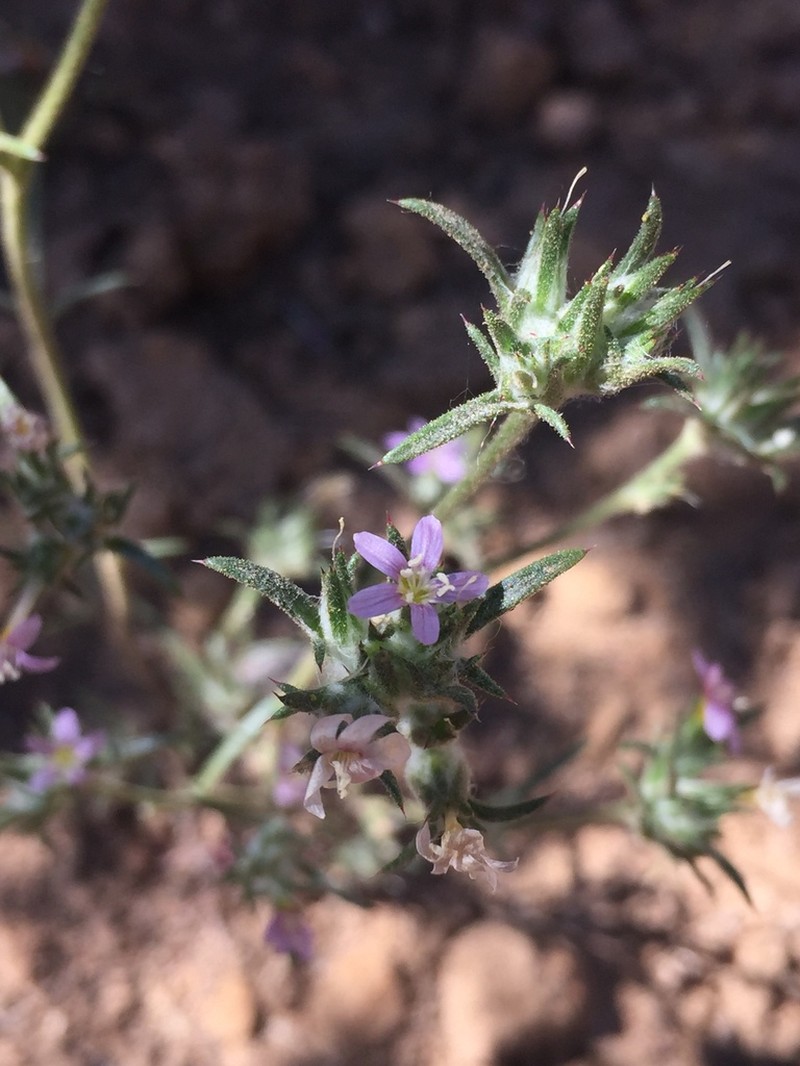 Eriastrum johnsonii photo 5