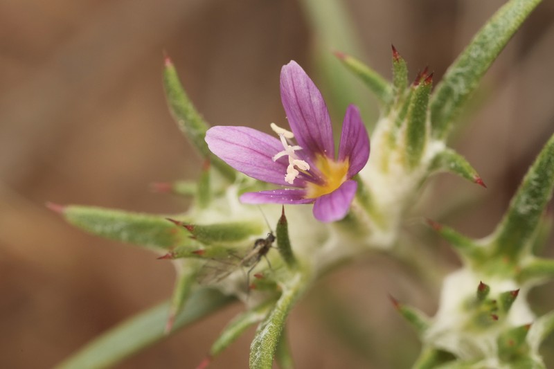 Eriastrum johnsonii photo 7