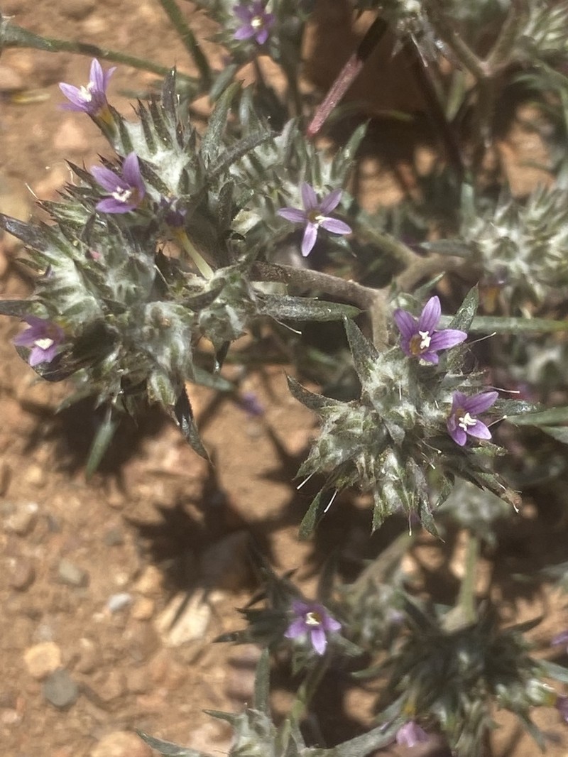 Eriastrum johnsonii photo 8