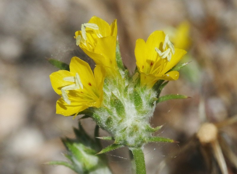 Yellow Woollystar