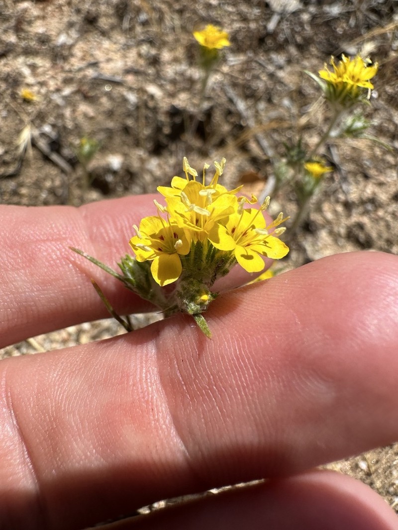 Yellow Woollystar photo 2