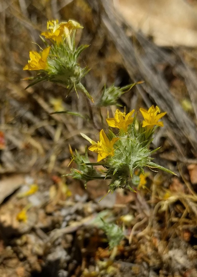 Yellow Woollystar photo 3