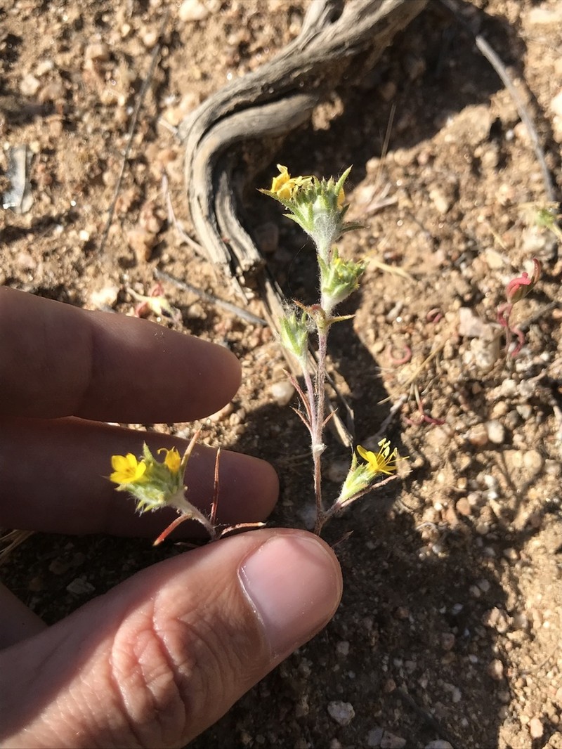 Yellow Woollystar photo 4