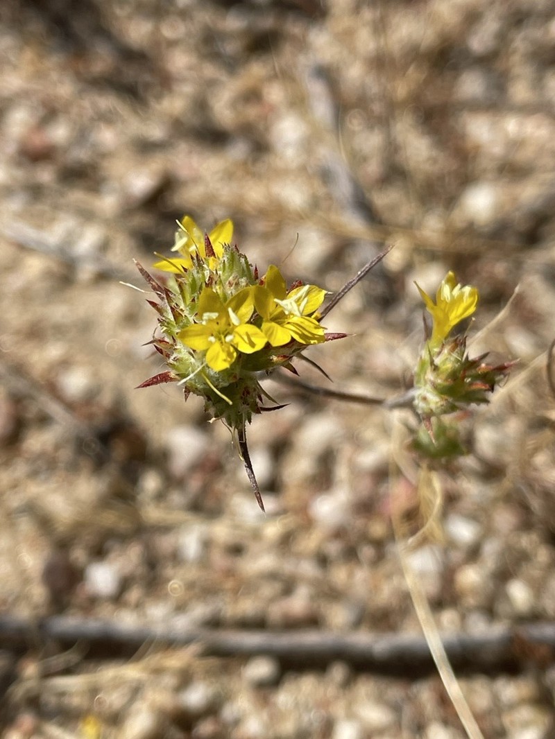 Yellow Woollystar photo 5