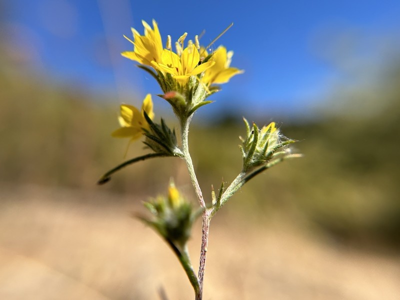 Yellow Woollystar photo 6
