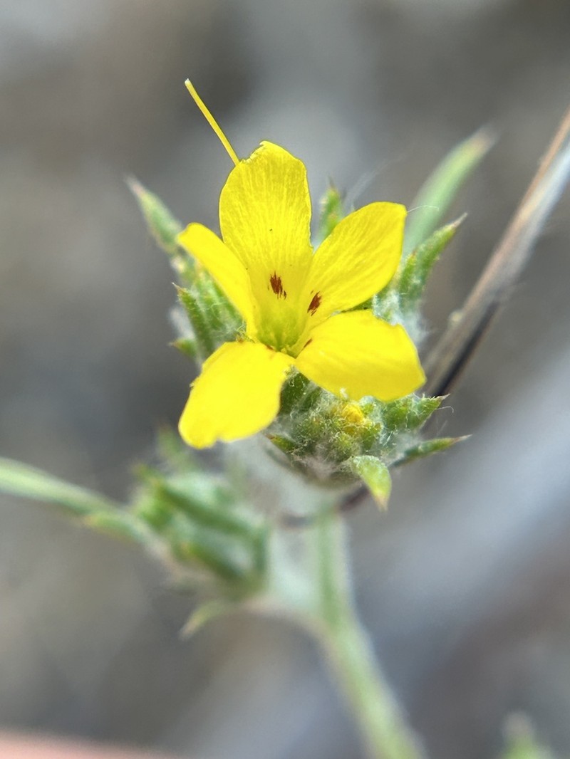 Yellow Woollystar photo 7