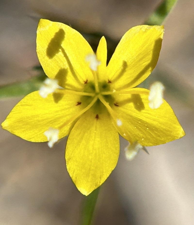 Yellow Woollystar photo 8