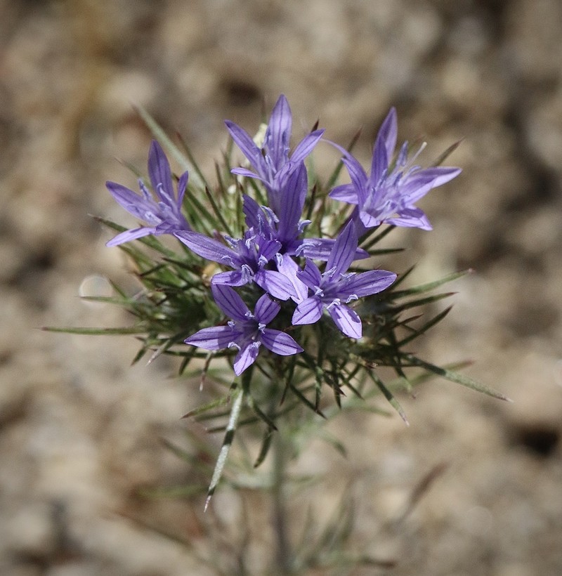 Tehachapi Woollystar photo 2