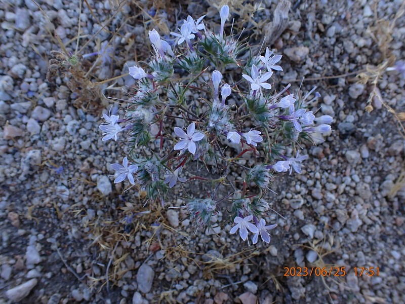 Tehachapi Woollystar photo 5