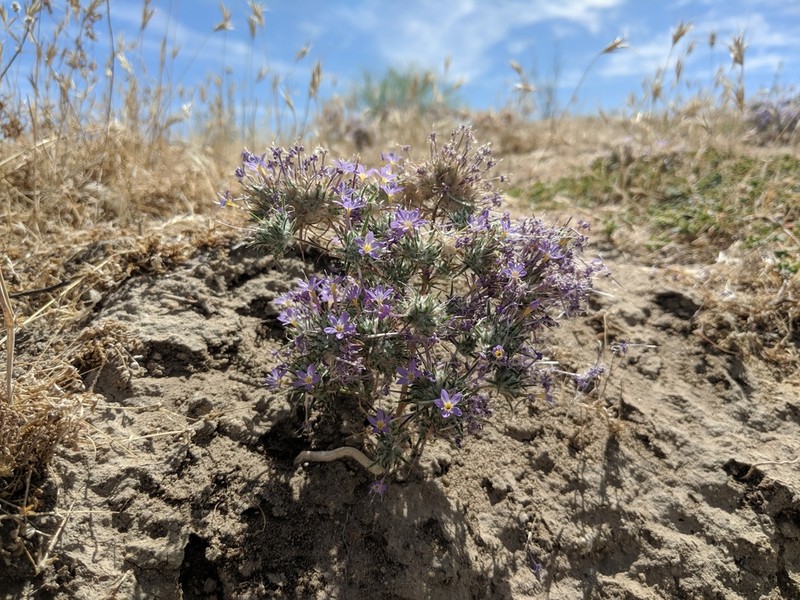 Tehachapi Woollystar photo 7