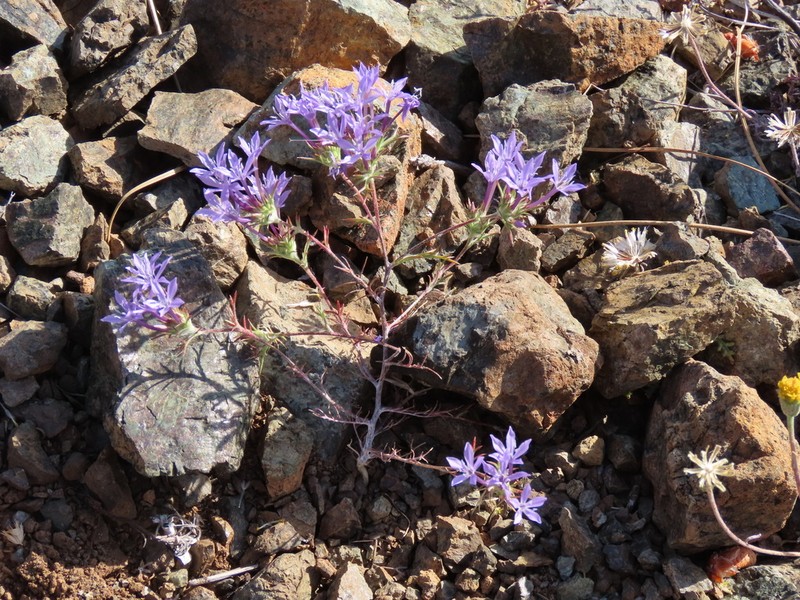 Tehachapi Woollystar photo 8