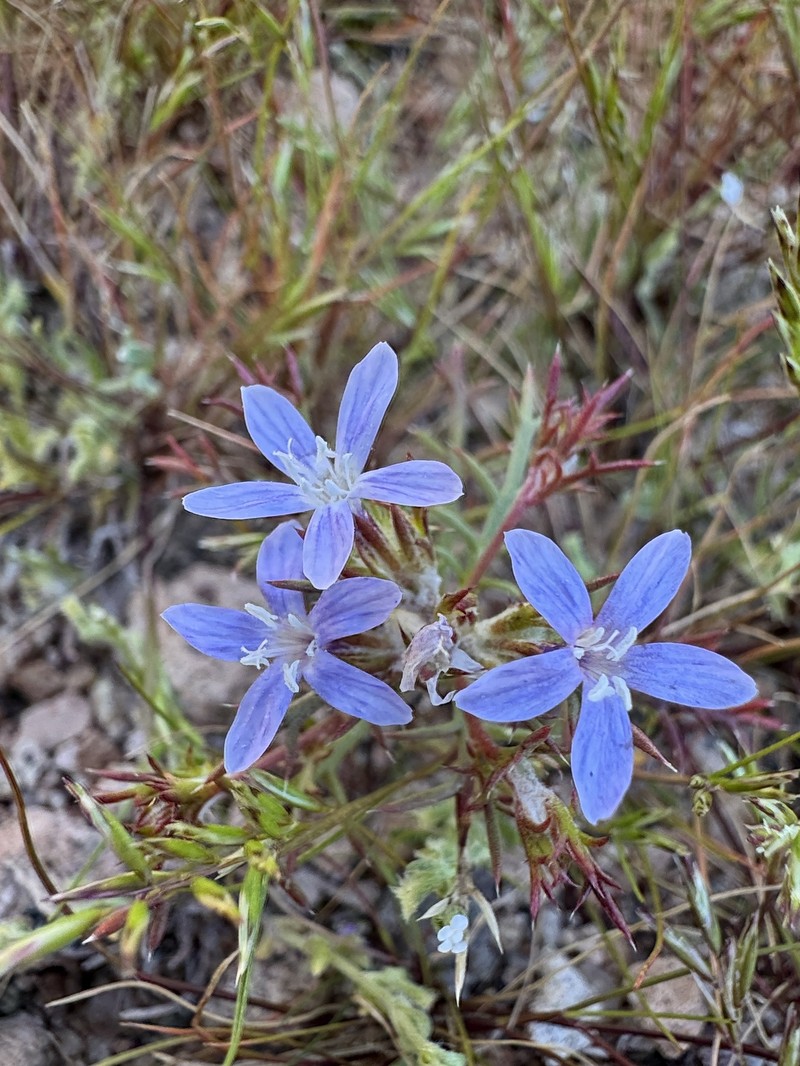 Eriastrum pluriflorum subsp. albifaux