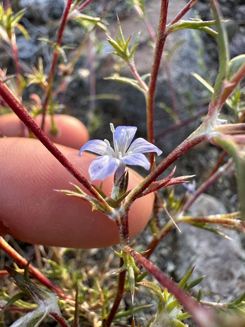 Eriastrum pluriflorum subsp. albifaux photo 2