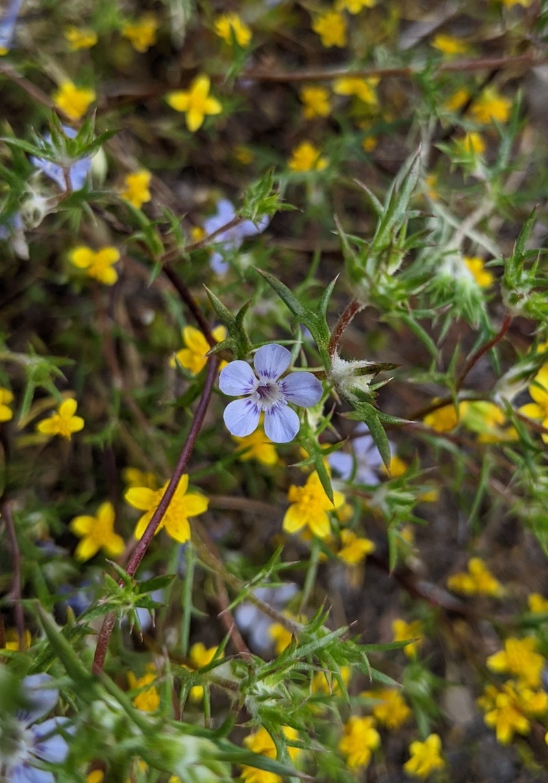 Eriastrum pluriflorum subsp. albifaux photo 3