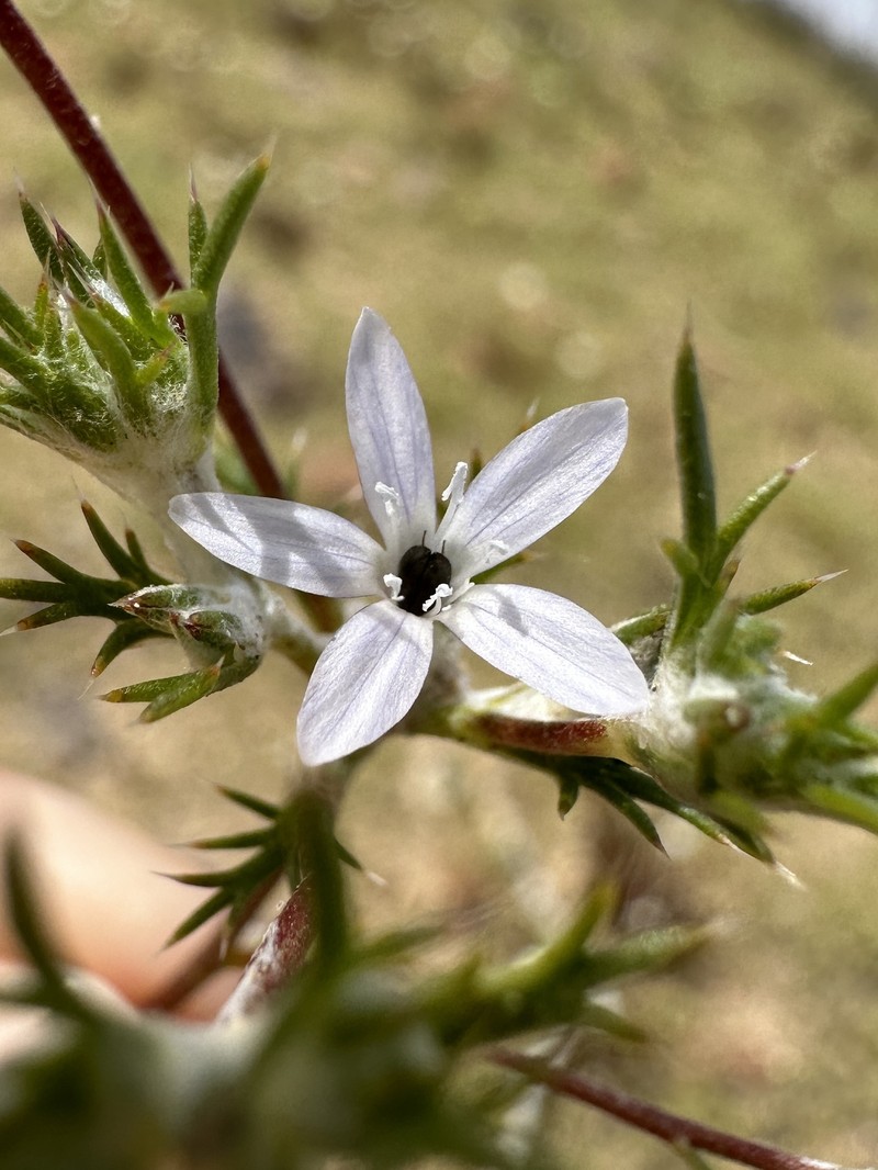 Eriastrum pluriflorum subsp. albifaux photo 4