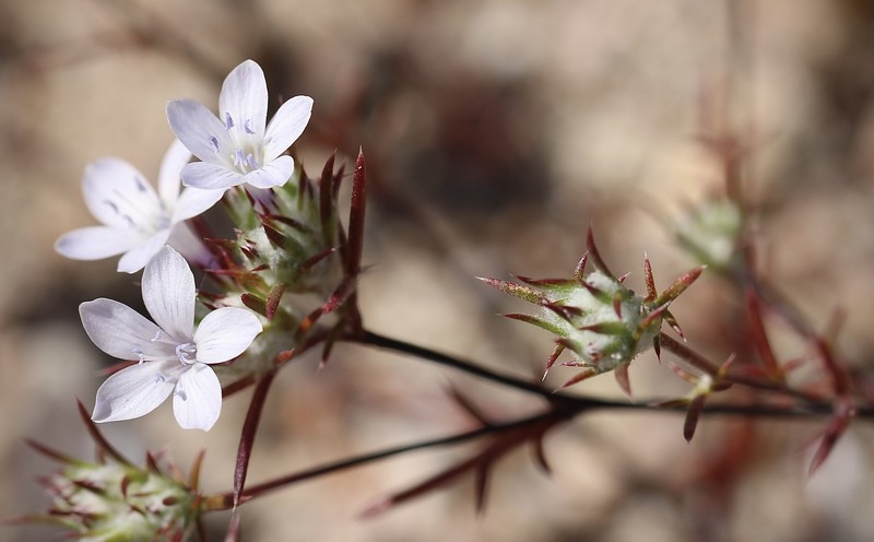 Eriastrum pluriflorum subsp. albifaux photo 5