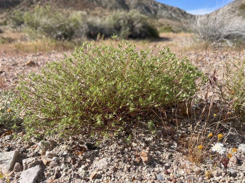 Eriastrum pluriflorum subsp. albifaux photo 6