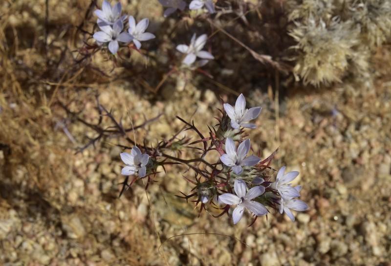 Eriastrum pluriflorum subsp. albifaux photo 8
