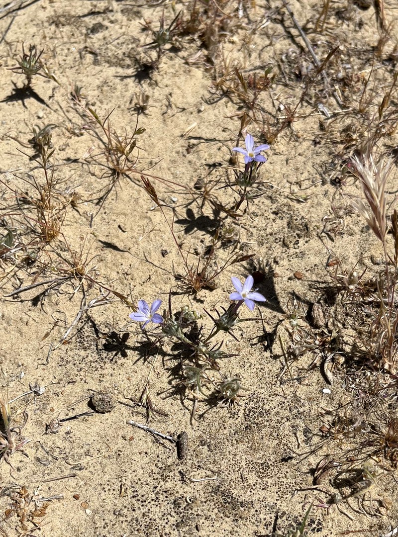 Eriastrum pluriflorum subsp. pluriflorum
