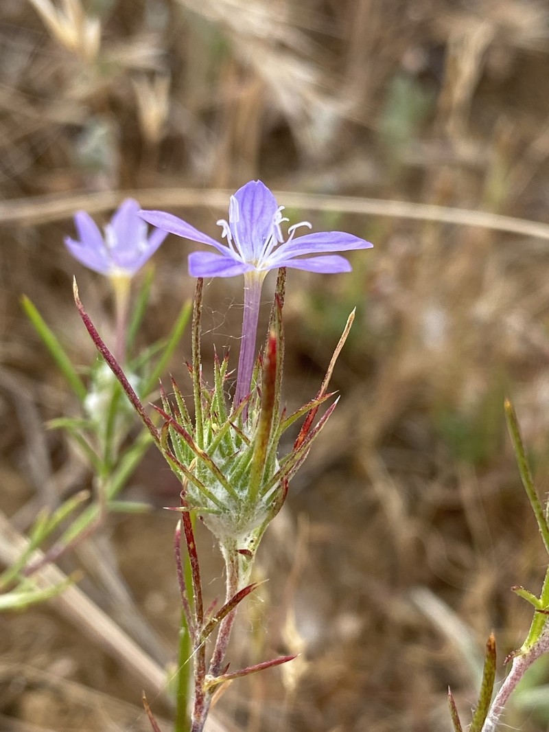 Eriastrum pluriflorum subsp. pluriflorum photo 2