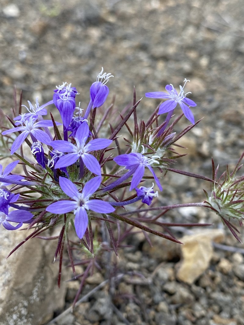 Eriastrum pluriflorum subsp. pluriflorum photo 3