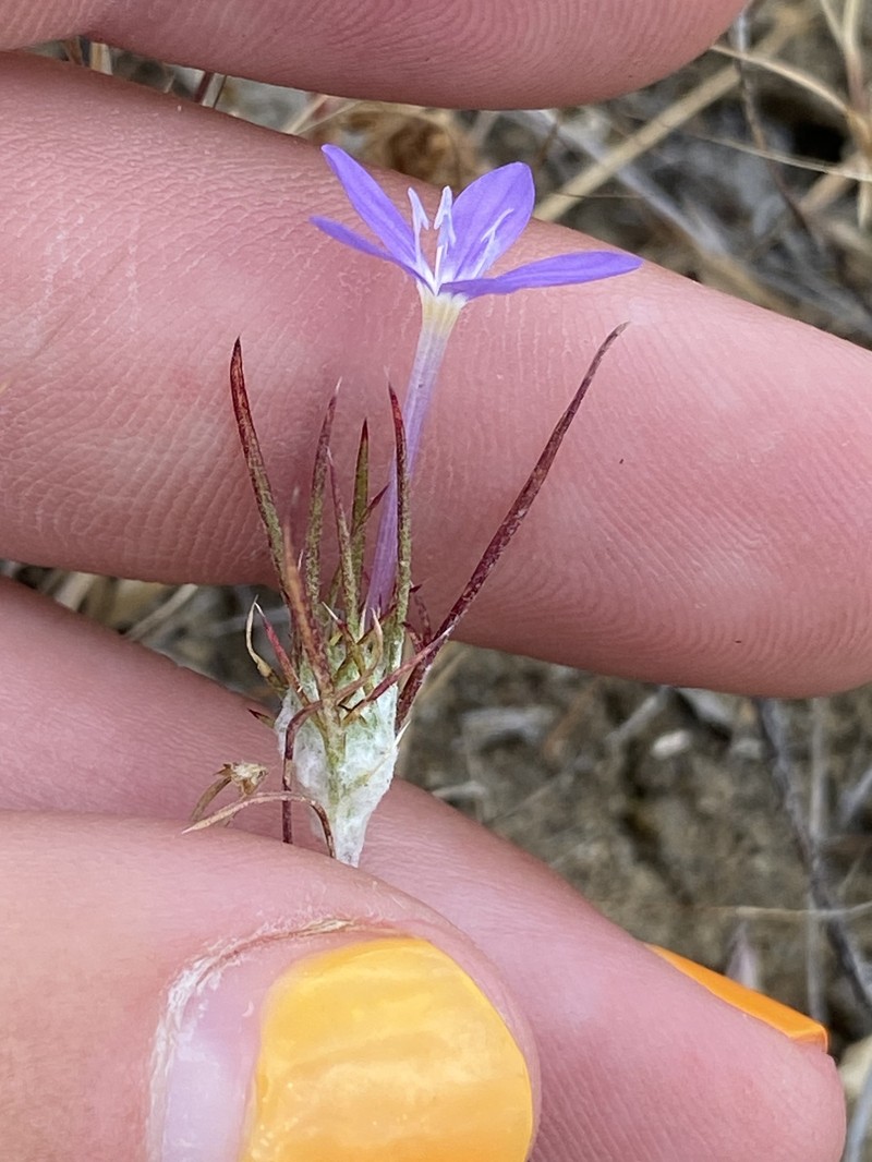 Eriastrum pluriflorum subsp. pluriflorum photo 4