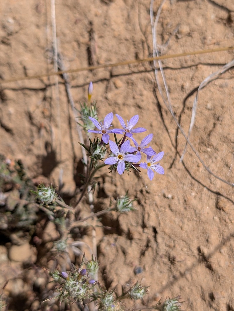 Eriastrum pluriflorum subsp. pluriflorum photo 5