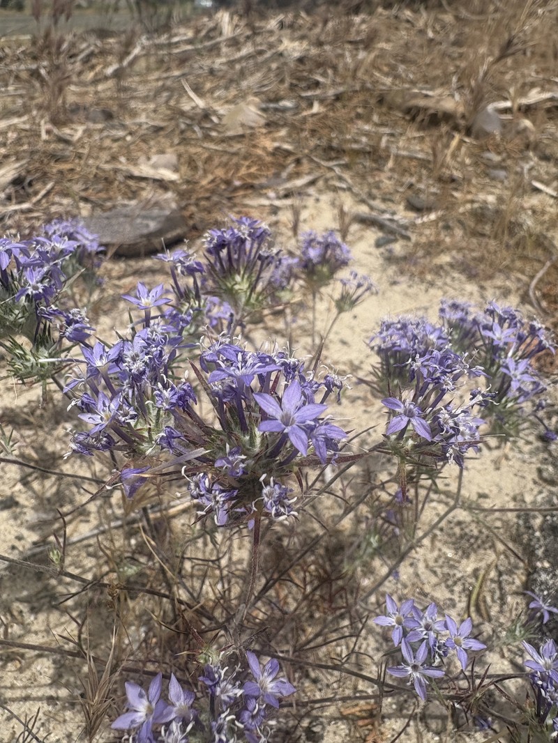 Eriastrum pluriflorum subsp. pluriflorum photo 6