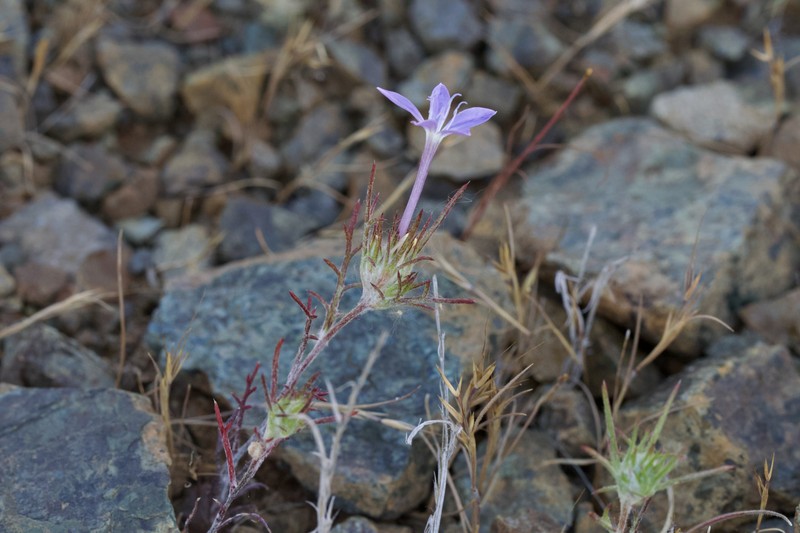 Eriastrum pluriflorum subsp. pluriflorum photo 7
