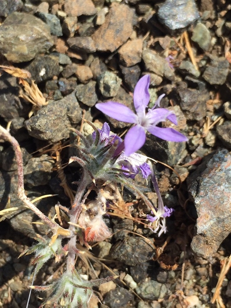 Eriastrum pluriflorum subsp. pluriflorum photo 8