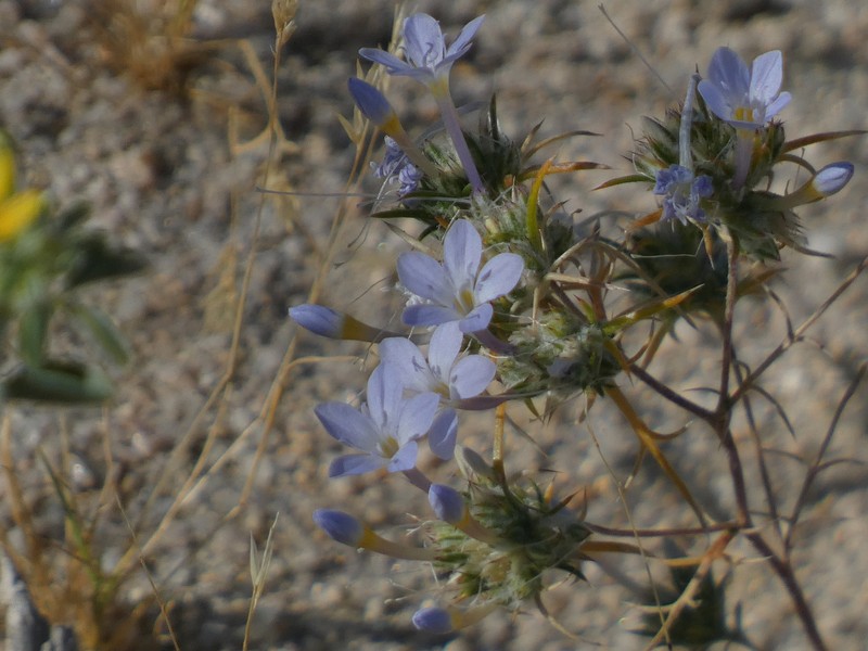 Eriastrum pluriflorum subsp. sherman-hoytiae