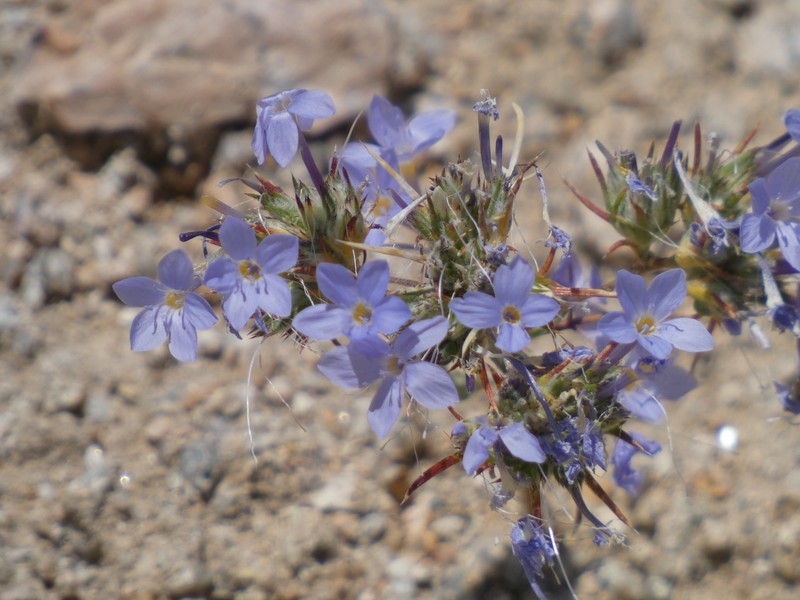 Eriastrum pluriflorum subsp. sherman-hoytiae photo 2