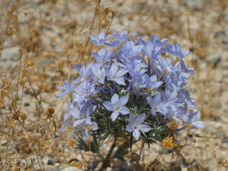 Eriastrum pluriflorum subsp. sherman-hoytiae photo 3