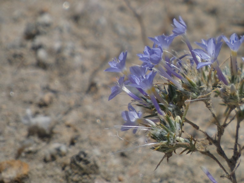 Eriastrum pluriflorum subsp. sherman-hoytiae photo 4