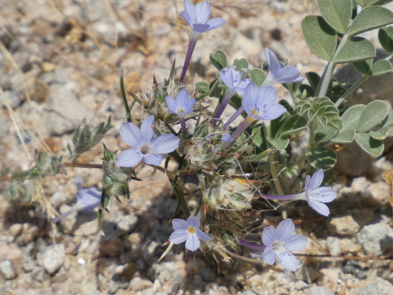 Eriastrum pluriflorum subsp. sherman-hoytiae photo 5