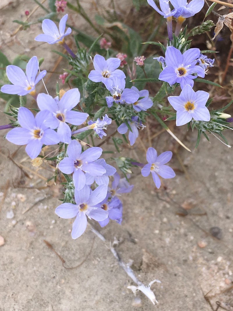 Eriastrum pluriflorum subsp. sherman-hoytiae photo 6
