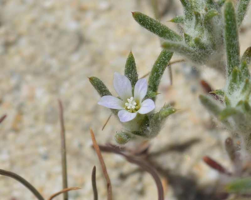 Rosamond Woollystar photo 8