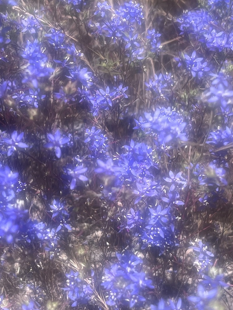Sapphire Woollystar