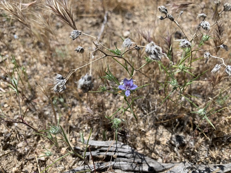 Sapphire Woollystar photo 2