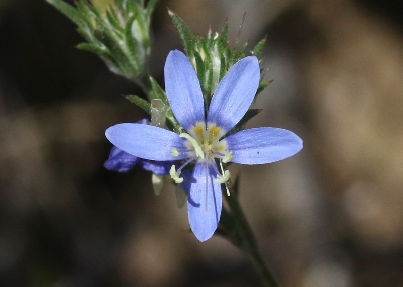 Sapphire Woollystar photo 3