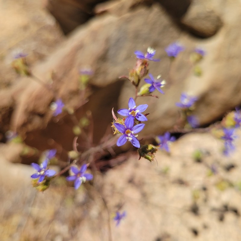 Sapphire Woollystar photo 4