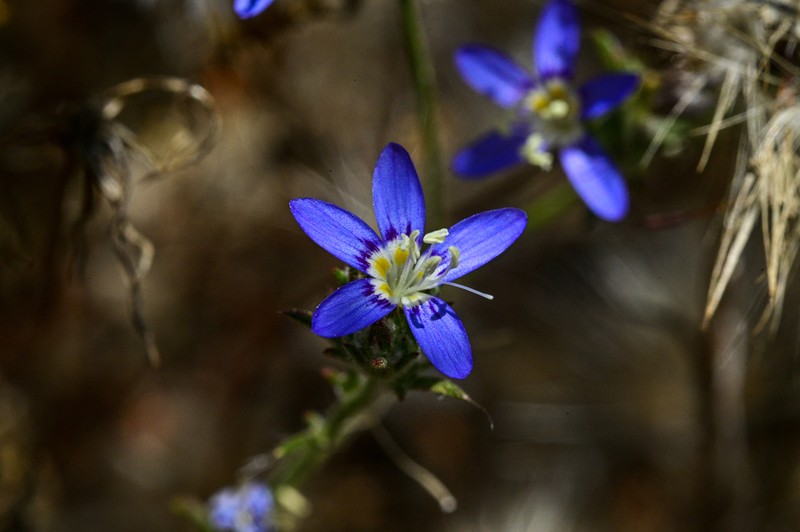 Sapphire Woollystar photo 5