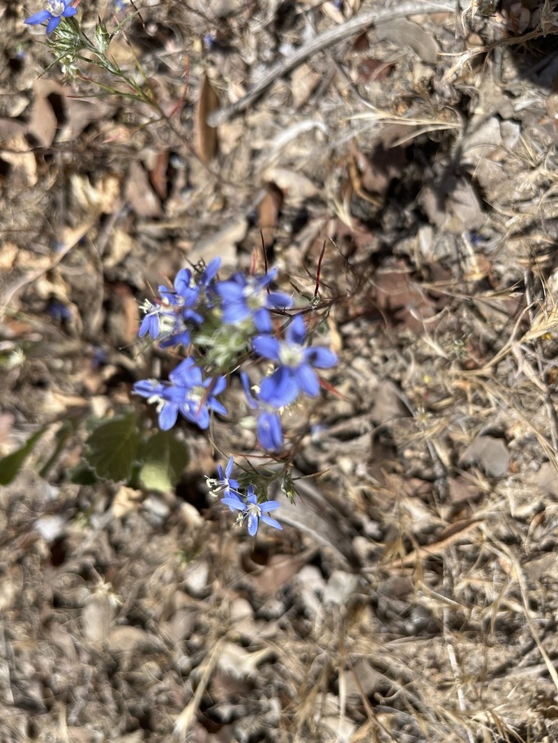 Sapphire Woollystar photo 6