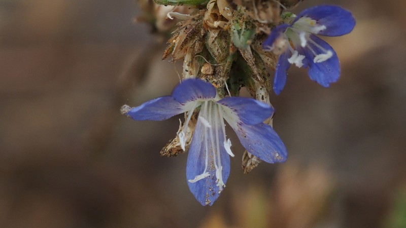 Sapphire Woollystar photo 7