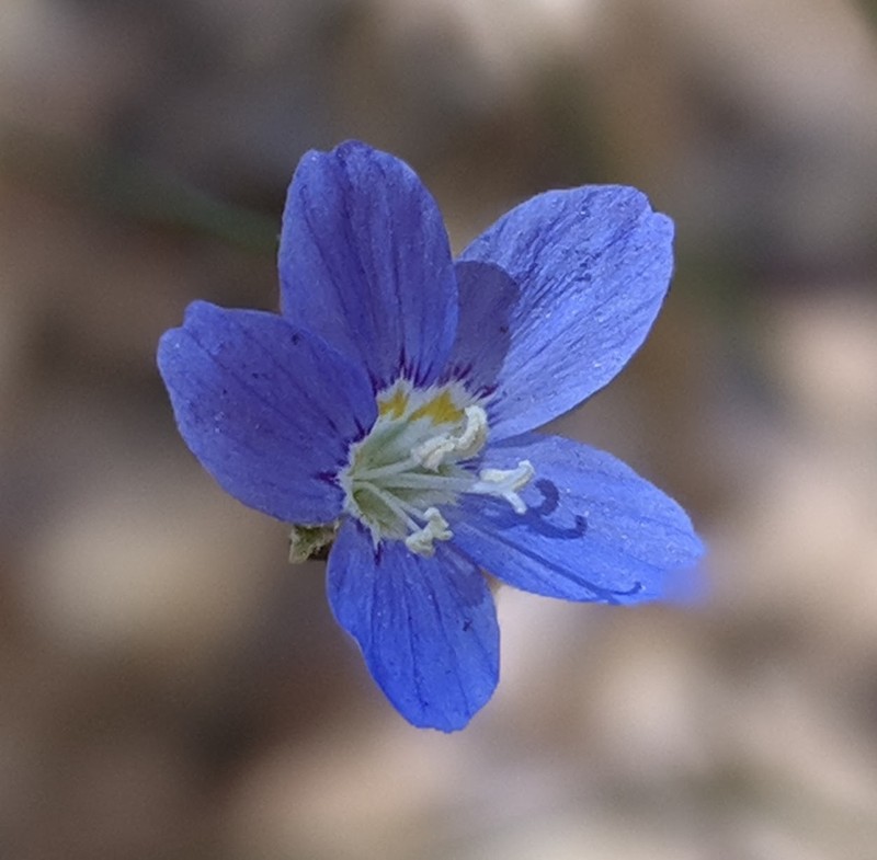 Sapphire Woollystar photo 8