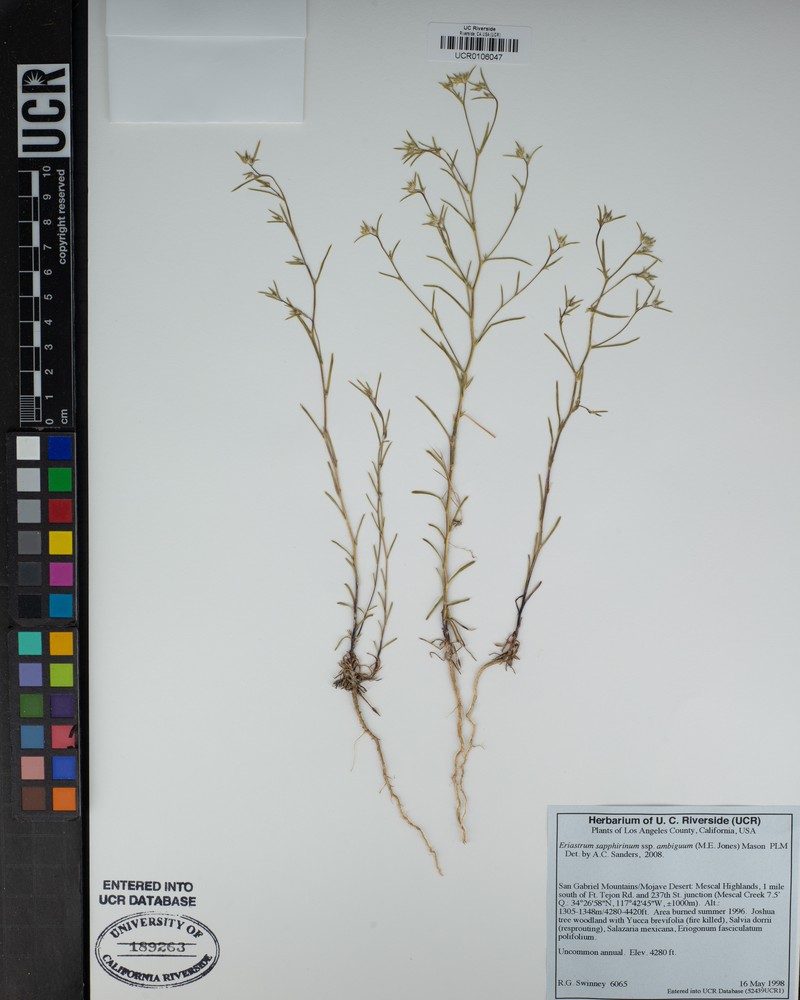 Eriastrum sapphirinum subsp. ambiguum